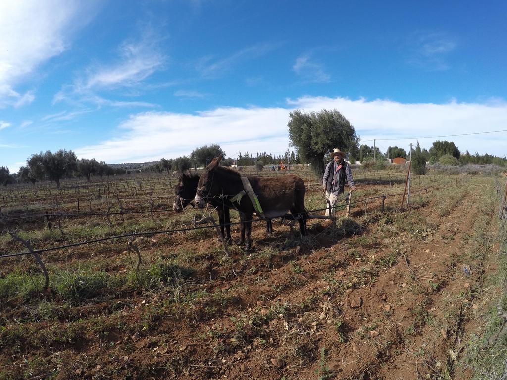 Ryad De Vignes " Le Val D'Argan " Ounara Ngoại thất bức ảnh